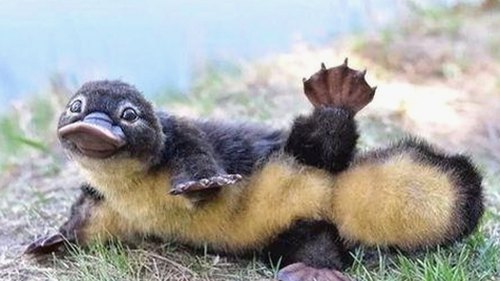 黄晓明与Angelababy上海大婚,婚纱照甜蜜公开引粉丝狂欢